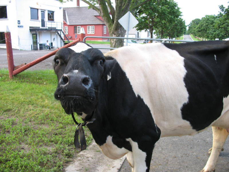 Cows Cows
