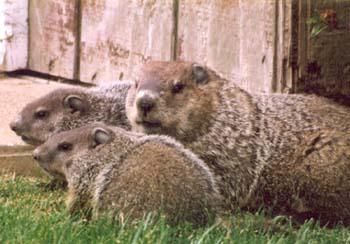 Groundhogs, hanging out