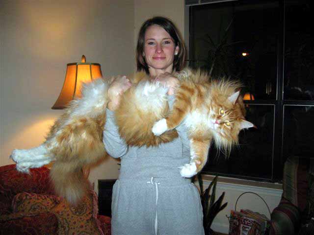 maine coon cat. Maine+coon+cat+images