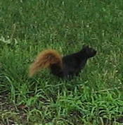 Black squirrel with gold tail