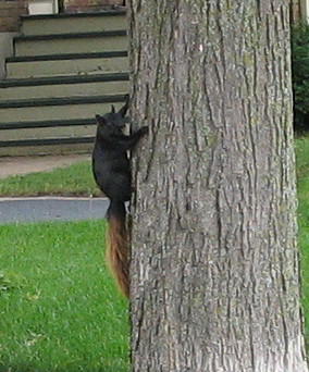 Black squirrel with brown tail