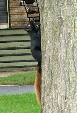 black squirrel with blonde tail